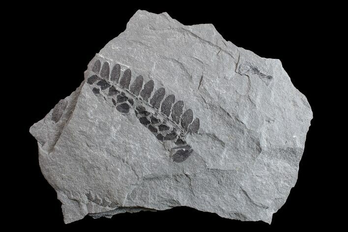 Pennsylvanian Fossil Fern (Neuropteris) Plate - Kentucky #154727